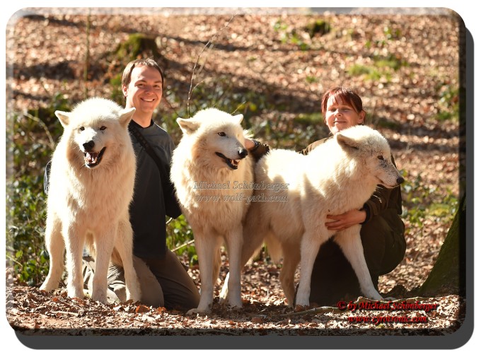 Foto Michael Schönberger - Polarwölfe - Wolfspark Werner Freund